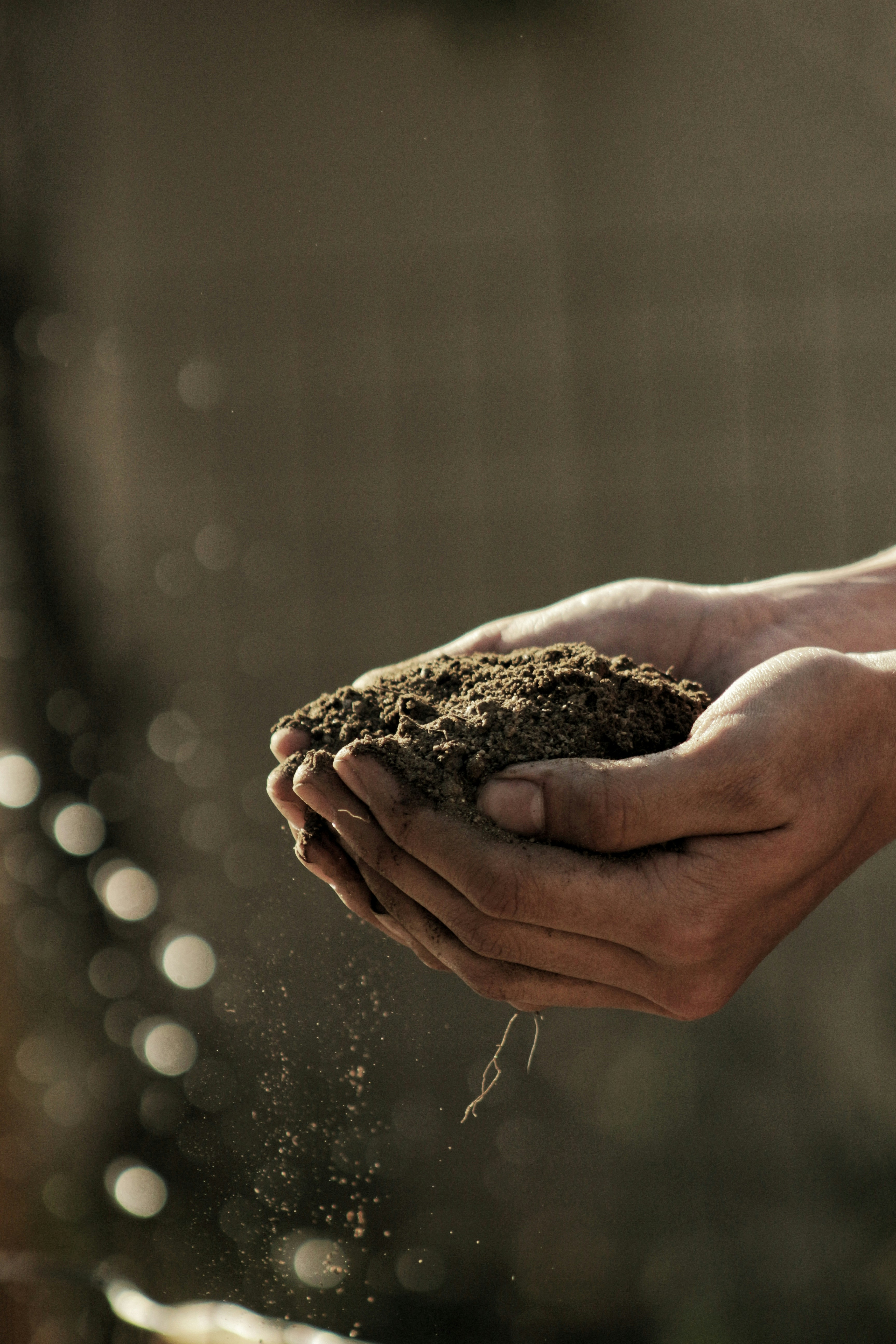 Hands holding rich farm soil